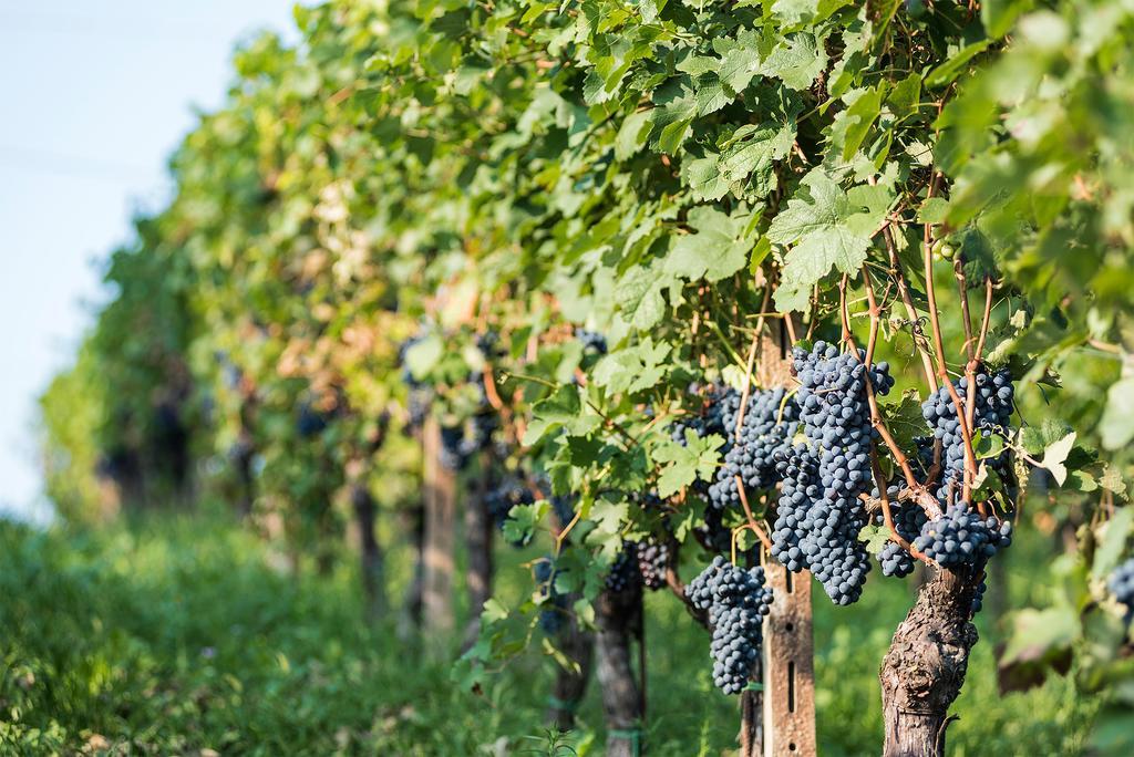 ניצה מונפראטו Agriturismo Albarossa מראה חיצוני תמונה