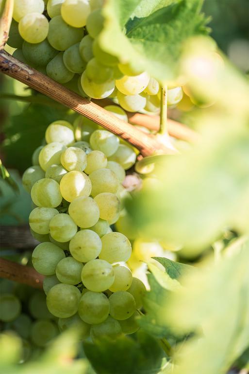 ניצה מונפראטו Agriturismo Albarossa מראה חיצוני תמונה