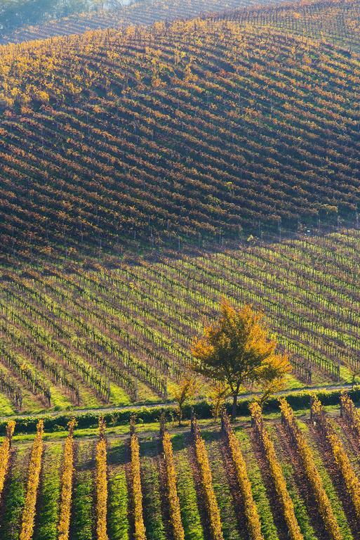ניצה מונפראטו Agriturismo Albarossa מראה חיצוני תמונה