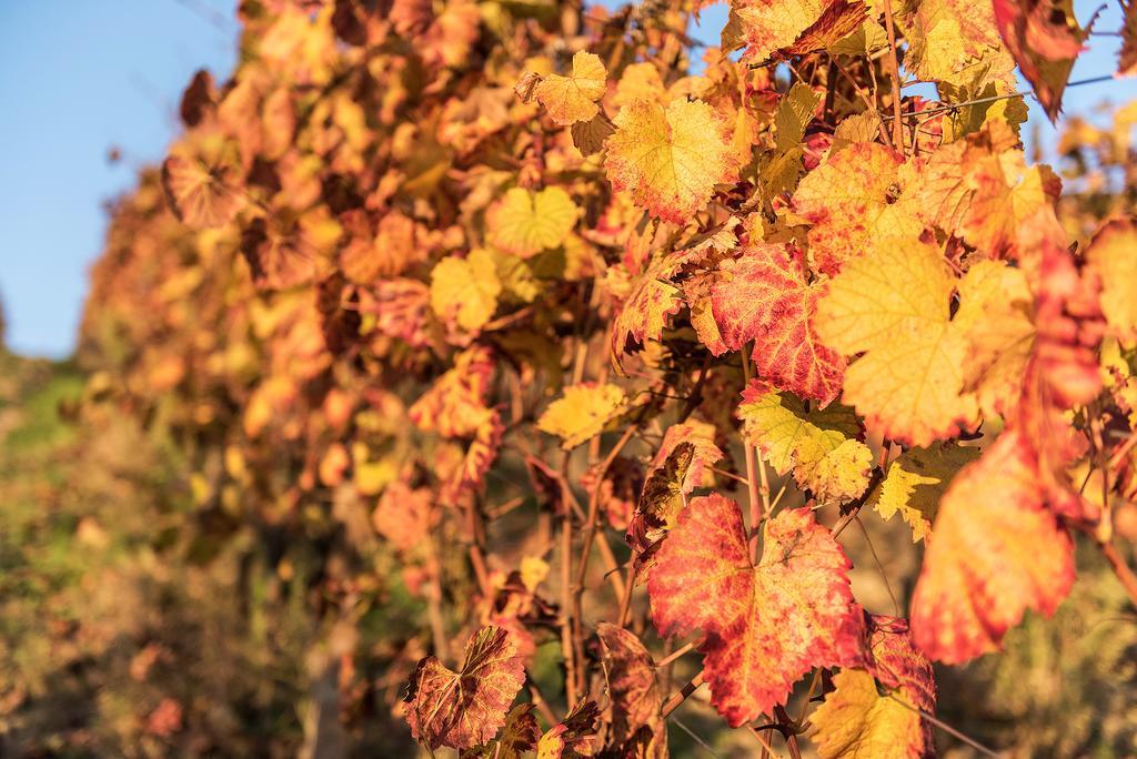 ניצה מונפראטו Agriturismo Albarossa מראה חיצוני תמונה